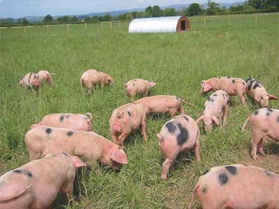 pigs-outside-field1