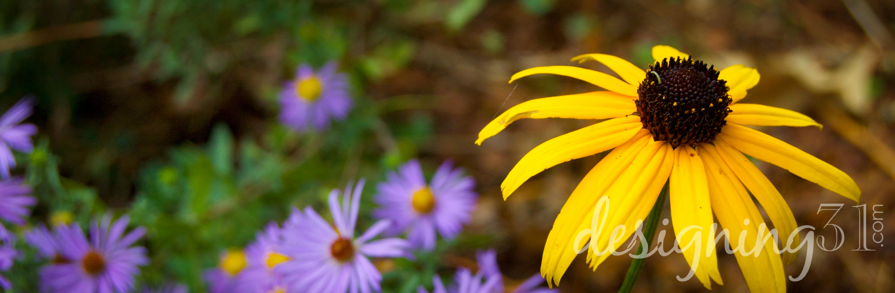 blackeyed susan