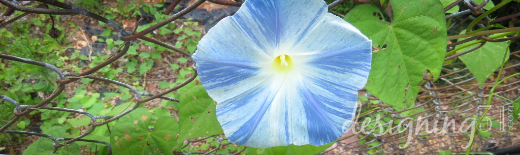 blue morning glory