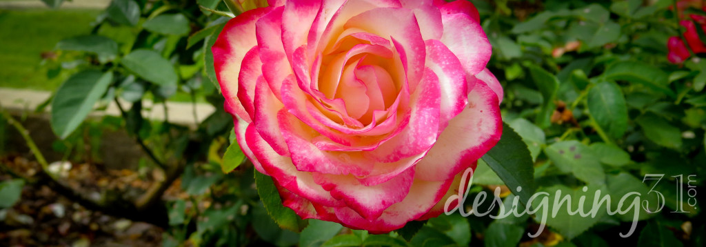 pink tip rose