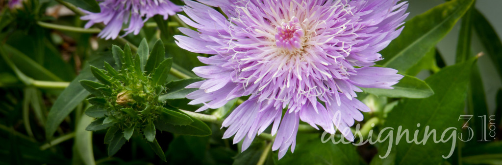 purple flower