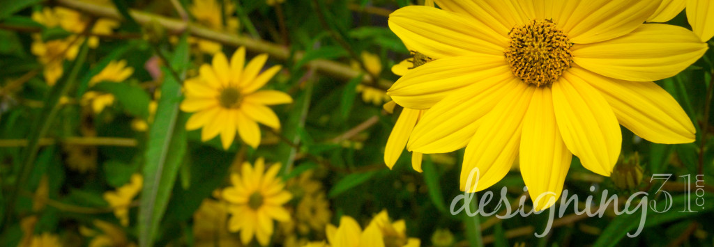 yellow daisy